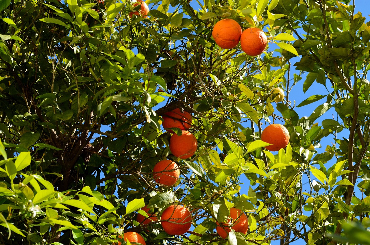 orange-2287823_1280